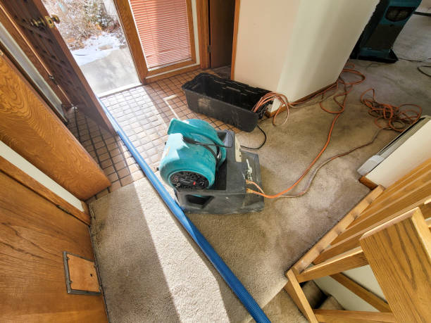 Best Mold removal after water damage  in Massac, KY